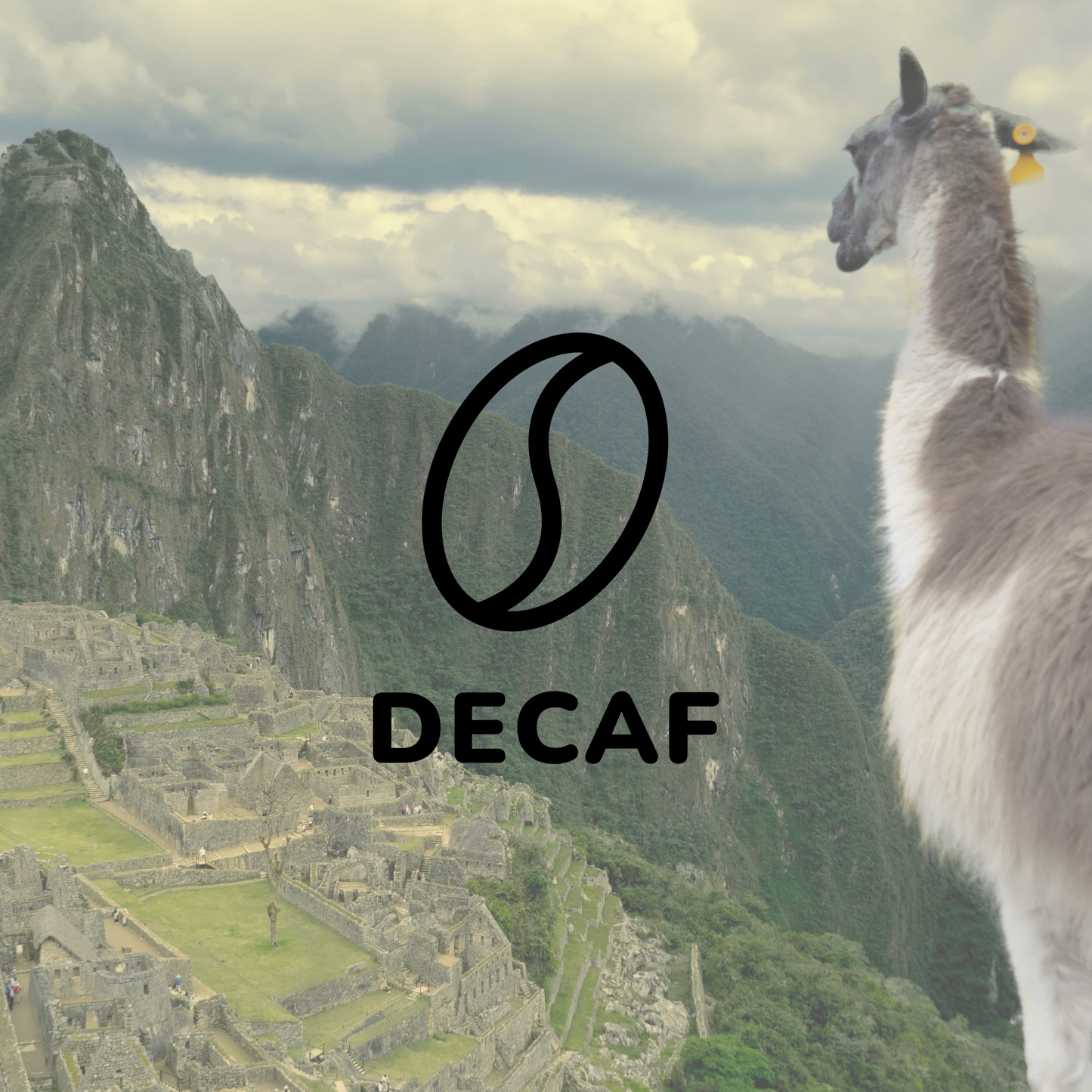 Peru Decaf