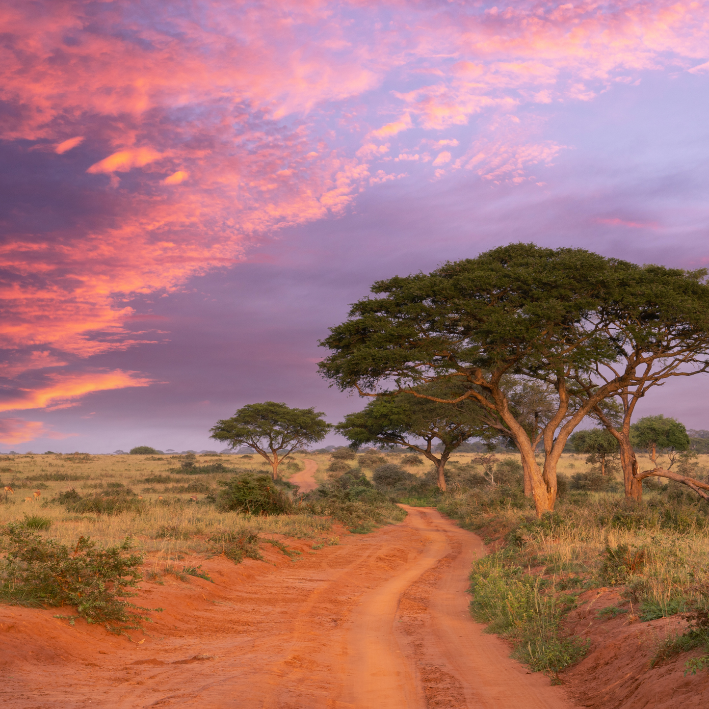 Uganda